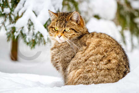Vor einem Fichtenwald sitzt eine Europäische Wildkatze (Felis silvestris silvestris) im Schnee Wildkatze (Felis silvestris)