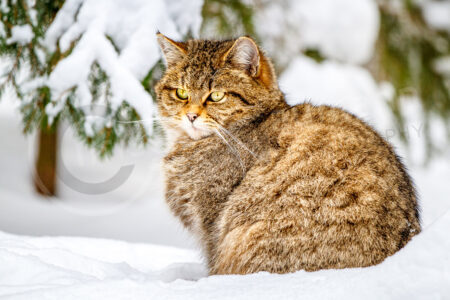 Wildkatze (Felis silvestris)