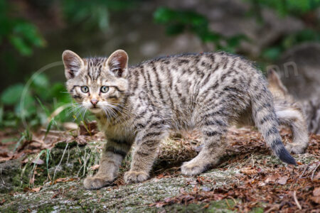 Wildkatze (Felis silvestris)
