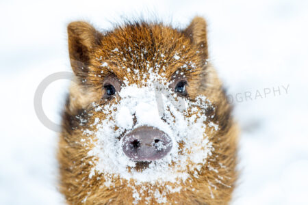 Wildschwein (Sus scrofa)