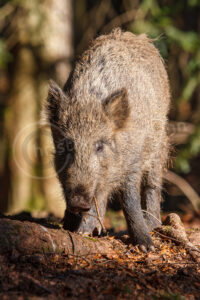 Junges Wildschwein in einem Wald Wildschwein (Sus scrofa)