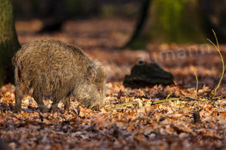 Wildschwein (Sus scrofa) Wildschwein (Sus scrofa)