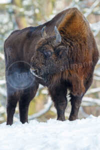 Das Wisent oder Europäischer Bison (Bison bonasus) ist Wildtier des Jahres 2014. Das mächtige Tier steht im Winter im Schnee Wisent (Bos bonasus)