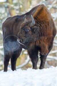 Wisent (Bos bonasus)