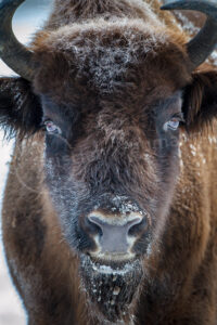 Wisent (Bos bonasus)