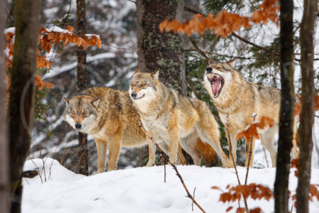 Wolf (Canis lupus)