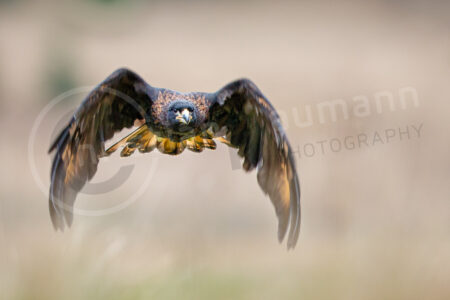 Wüstenbussard (Parabuteo unicinctus)