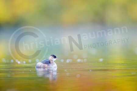 Ein Zwergtaucher (Tachybaptus ruficollis) schwimmt auf einem leuchtenden See im Herbst. Der See wird durch die Farbe der Blätter in ein magisches Licht getaucht. Zwergtaucher (Tachybaptus ruficollis)