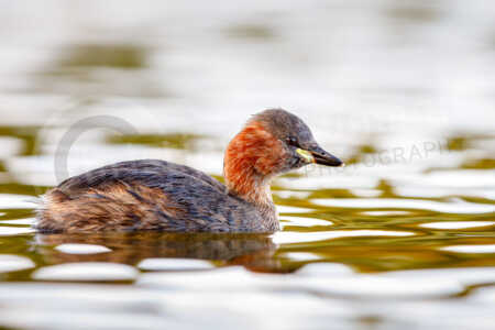 Ein Zwergtaucher (Tachybaptus ruficollis) schwimmt auf einem leuchtenden See im Herbst. Der See wird durch die Farbe der Blätter in ein magisches Licht getaucht. Zwergtaucher (Tachybaptus ruficollis)