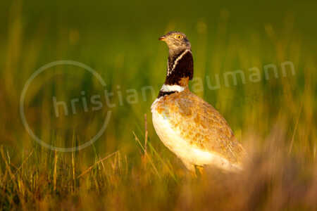 Zwergtrappe (Tetrax tetrax) Zwergtrappe (Tetrax tetrax)