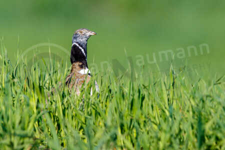 Zwergtrappe (Tetrax tetrax) Zwergtrappe (Tetrax tetrax)