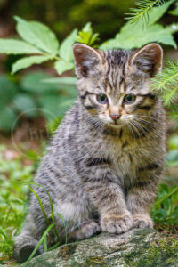 europäische Wildkatze (felis felestris)